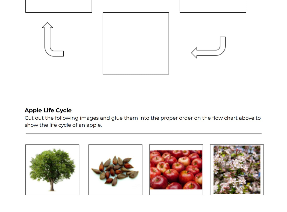 Apple Life Cycle