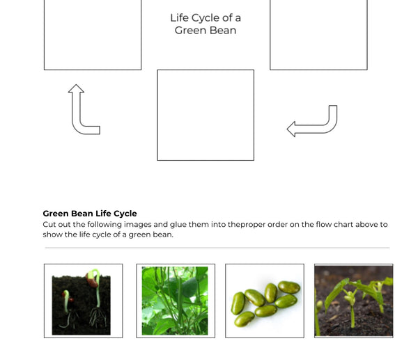 Green Bean Lifecycle