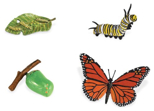 Life Cycle Replicas: Butterfly Stages