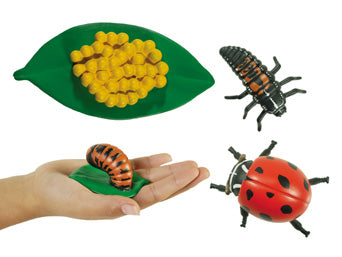 Life Cycle Replicas: Ladybug Stages