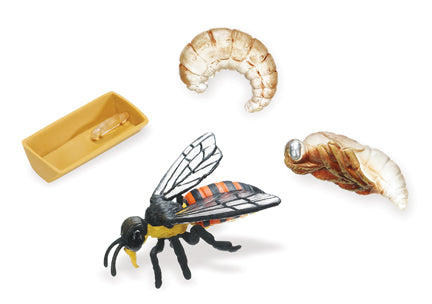Life Cycle Replicas: Honey Bee