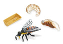 Lifecycle Replicas: Honey Bee 