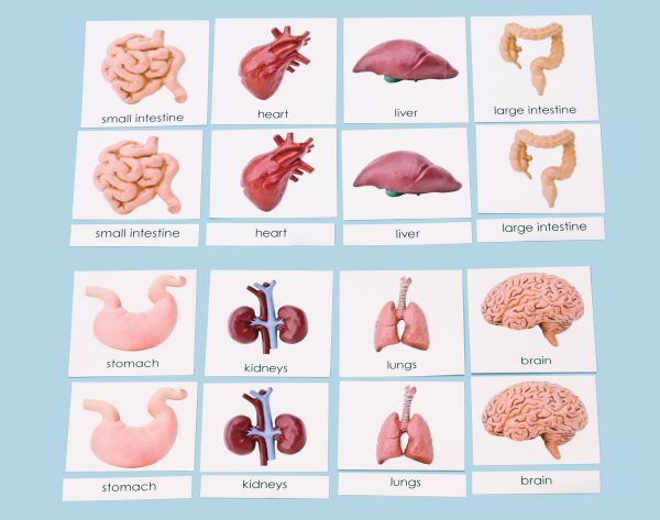 Human Organs 3-Part Laminated Cards Only 