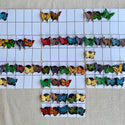 Pictorial: Count-a-Butterfly Kit