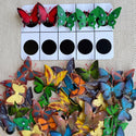 Pictorial: Count-a-Butterfly Kit